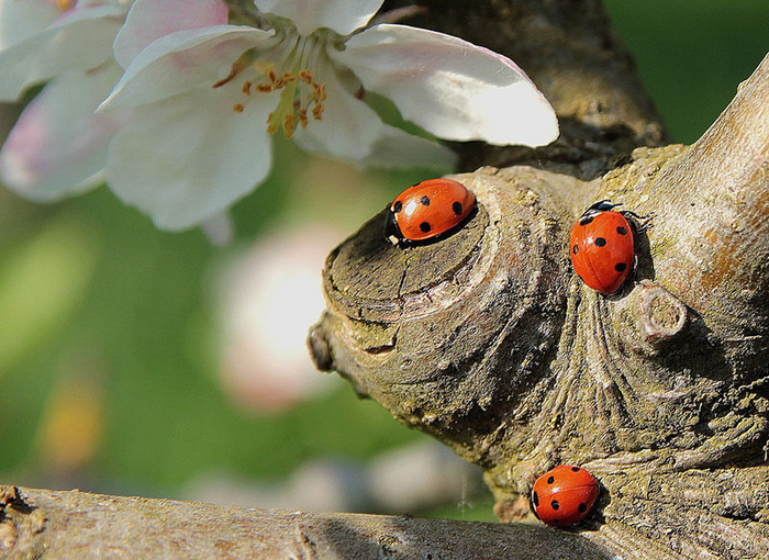 Wir suchen weitere Glückskäfer